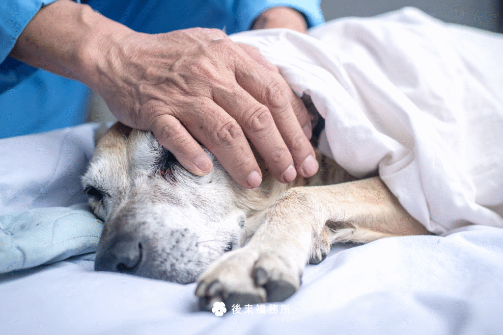 讓飼主感受到服務所對「長久陪伴」的承諾，使他們能更安心地將毛孩託付。